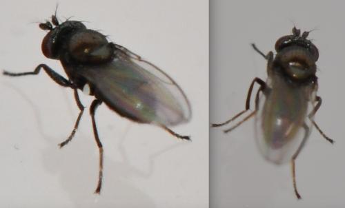 Psilopa sp.